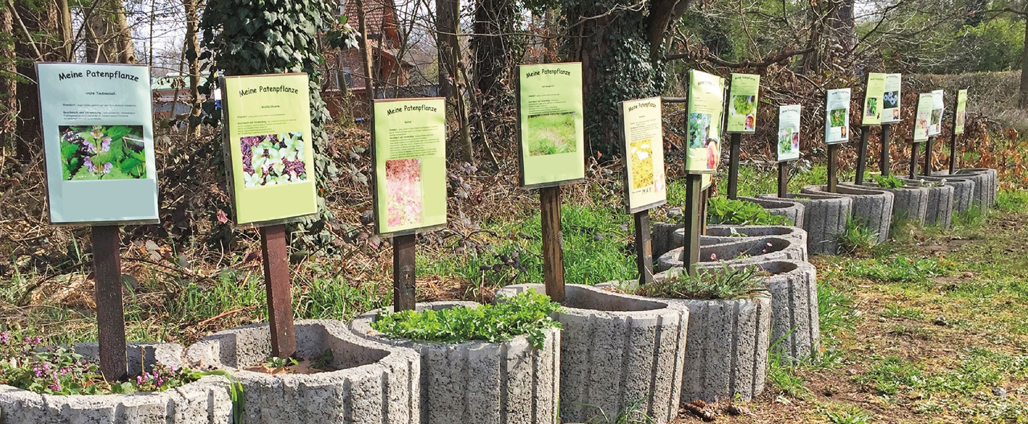 Waldkindergarten - Patenpflanzen