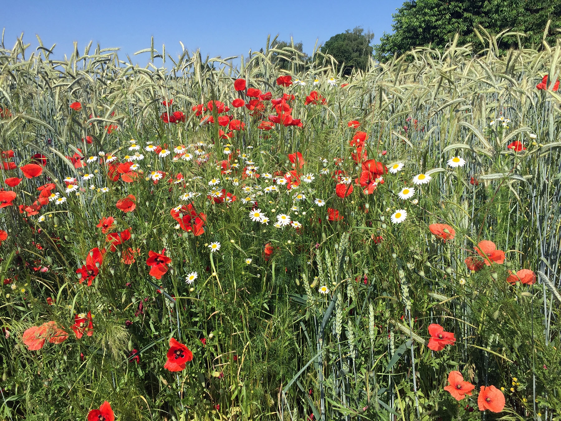 Blumenwiese