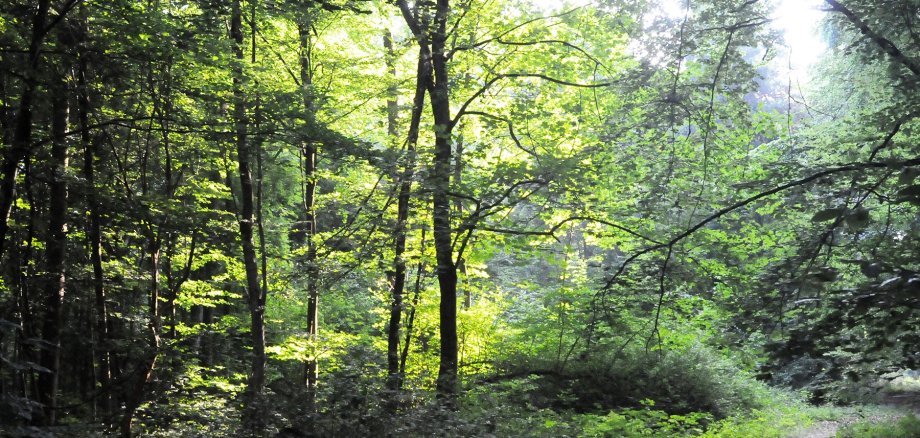 Waldweg