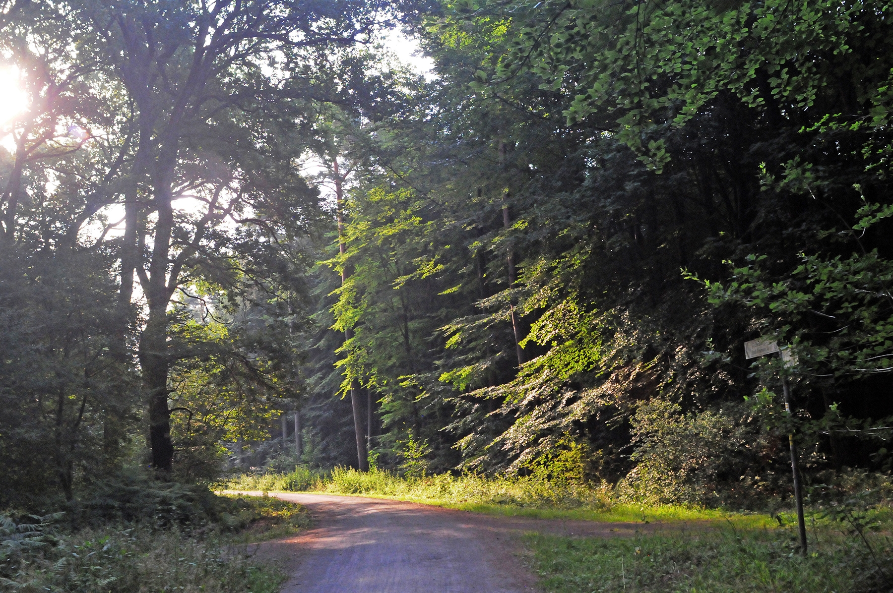 Waldweg