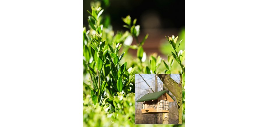 Im Bild ist ein Buchsbaum und ein Vogelfutterhaus zu sehen