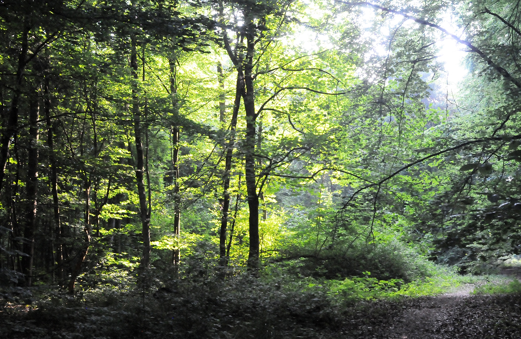 Waldweg