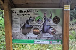 Infotafel - Hirschkäfer