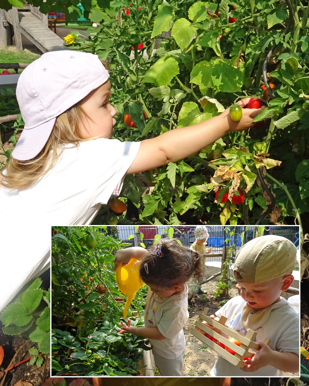 Auf dem Bild sieht man kleine Gärtner bei der Ernte im KITA-Garten