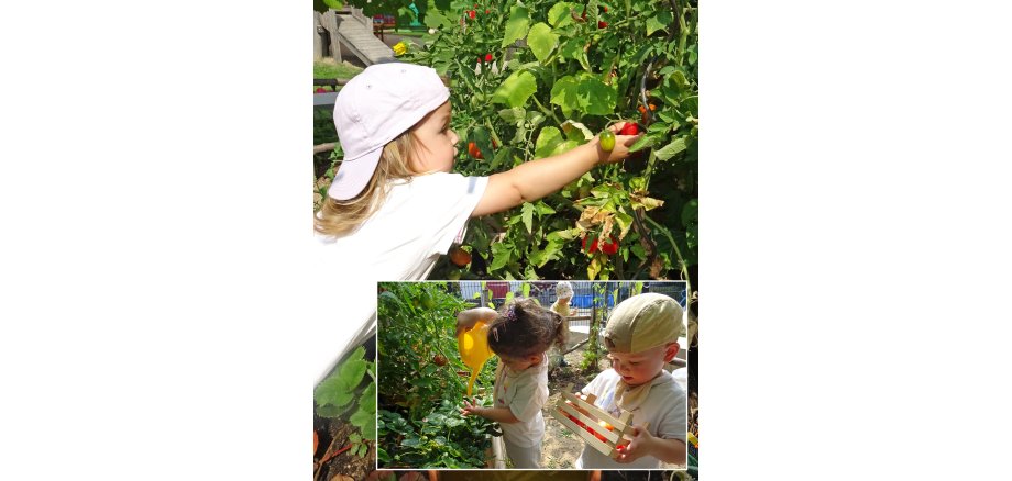 Ernte Auf dem Bild sieht man kleine Gärtner bei der Ernte im KITA-Garten