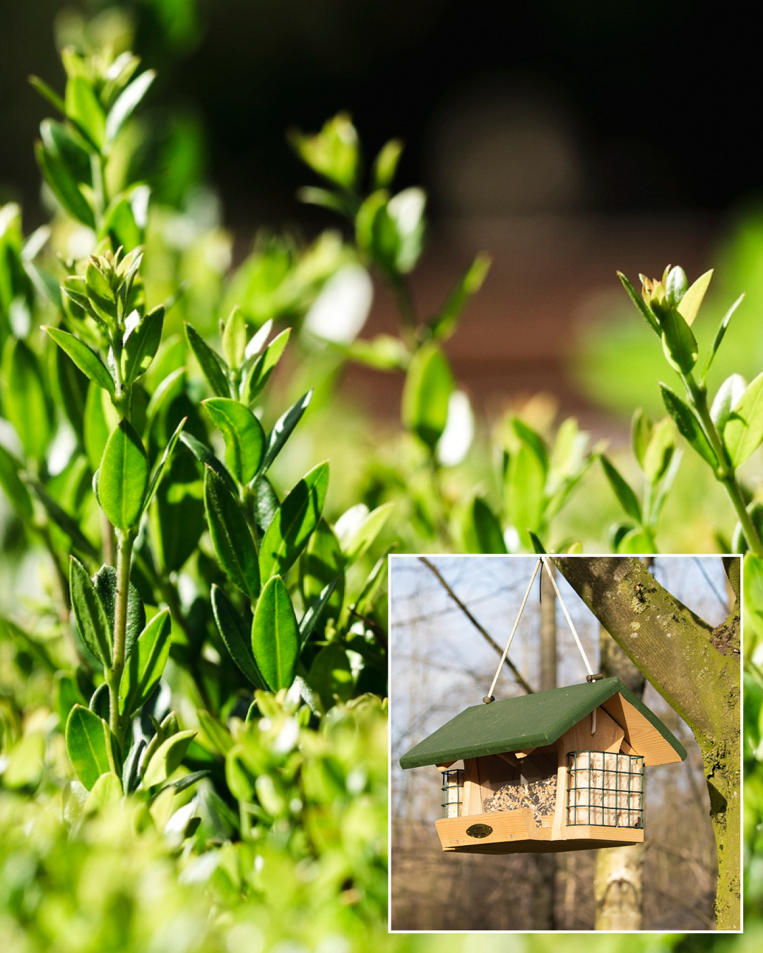 Im Bild ist ein Buchsbaum und ein Vogelfutterhaus zu sehen