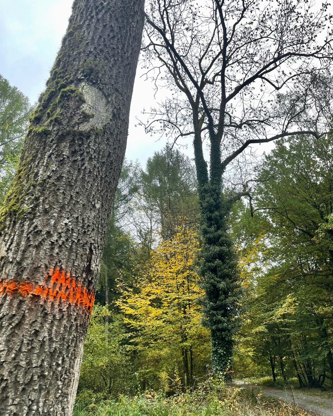 Im Bild sieht man einen markierten, abgestorbenen Baum