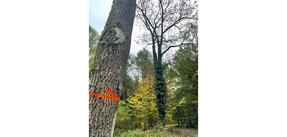 Wegebau / Verkehrssicherungsmaßnahmen im Gemeindewald Im Bild sieht man einen markierten, abgestorbenen Baum