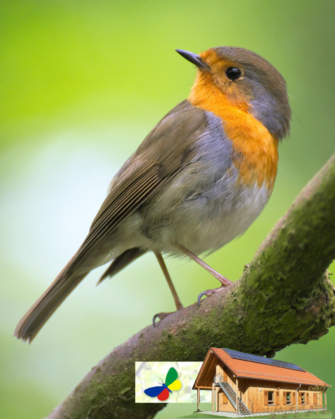 Das Bild zeigt einen Vogel auf einem Ast