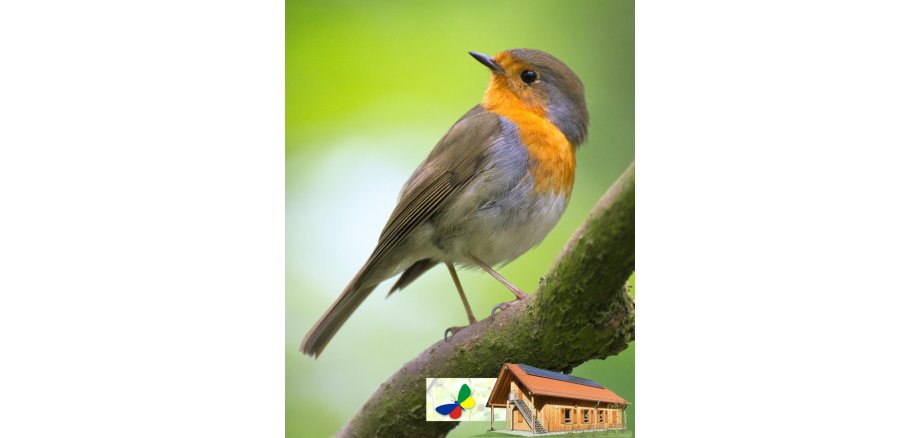 Das Bild zeigt einen Vogel auf einem Ast