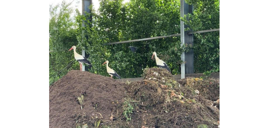 Tag der Biotonne Auf den Fotos sind Störche auf dem Komposthaufen zu sehen