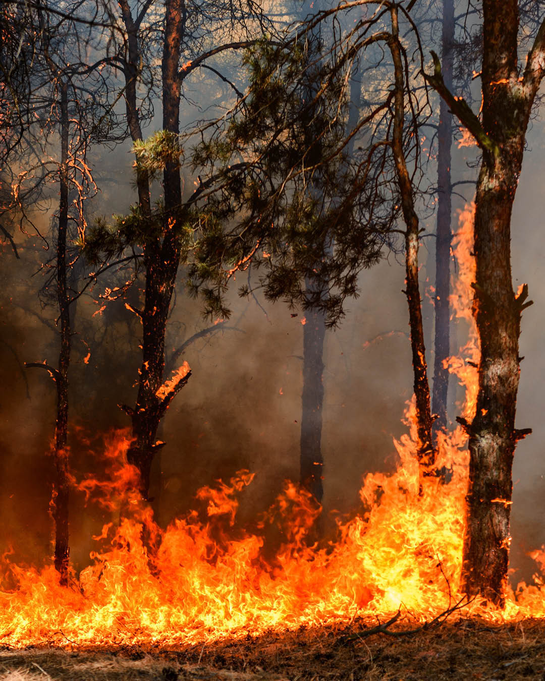 Waldbrandgefahr Das Foto zeigt einen Brand im Wald