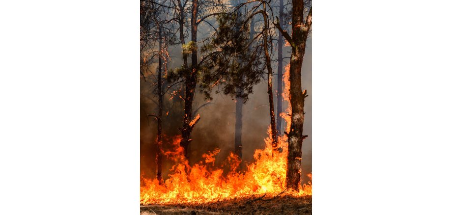 Waldbrandgefahr Das Foto zeigt einen Brand im Wald