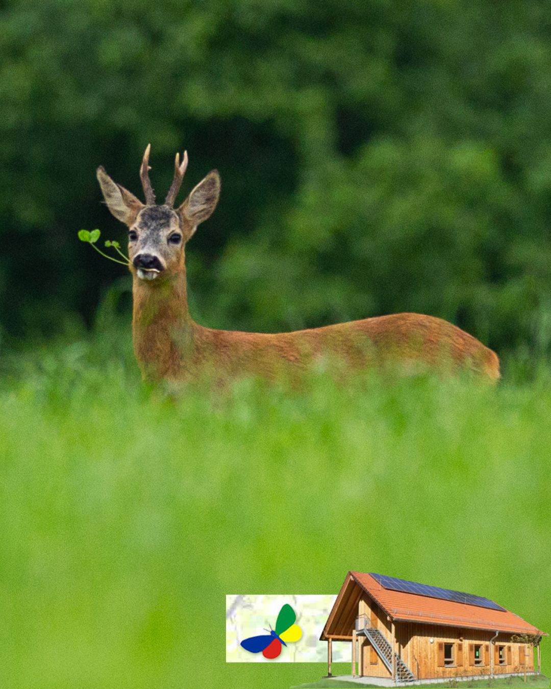 Spuren im Wald Spuren im Wald
