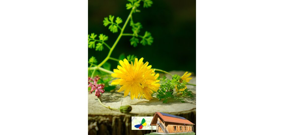 Wildkräuterfrühlingsküche Löwenzahn und weitere Wildkräuter auf Baumscheibe